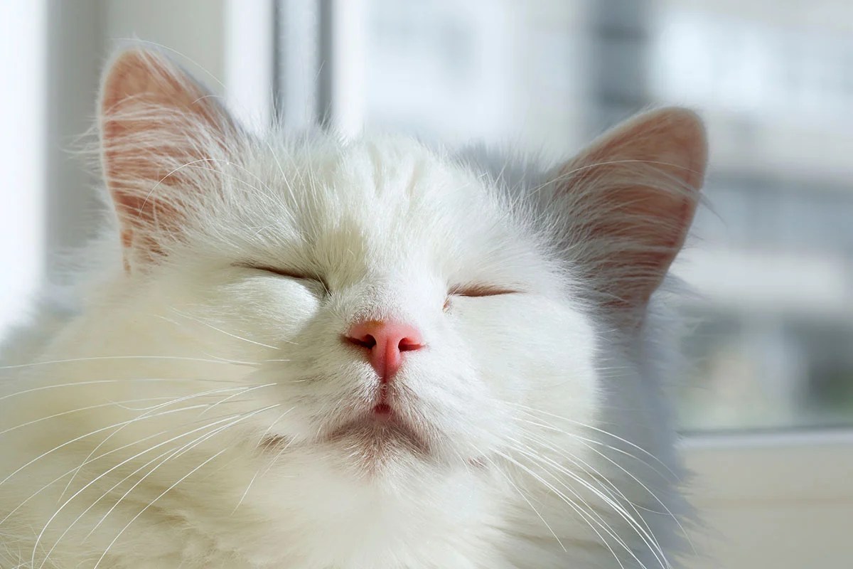 Turkish Angora Cat Pros And Cons • helloBARK!