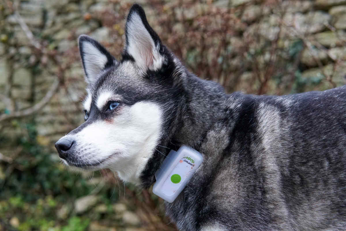Best Dog Trackers UK 2023 (Tried and Tested) • helloBARK!