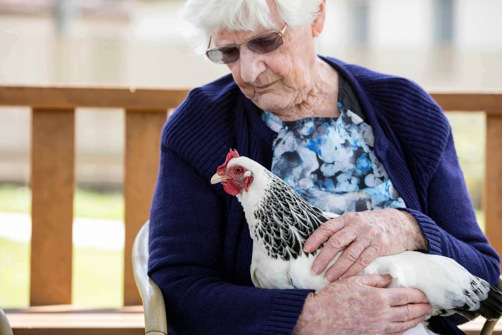 HenPower The Benefits of Chickens as Therapy Animals Hellocare