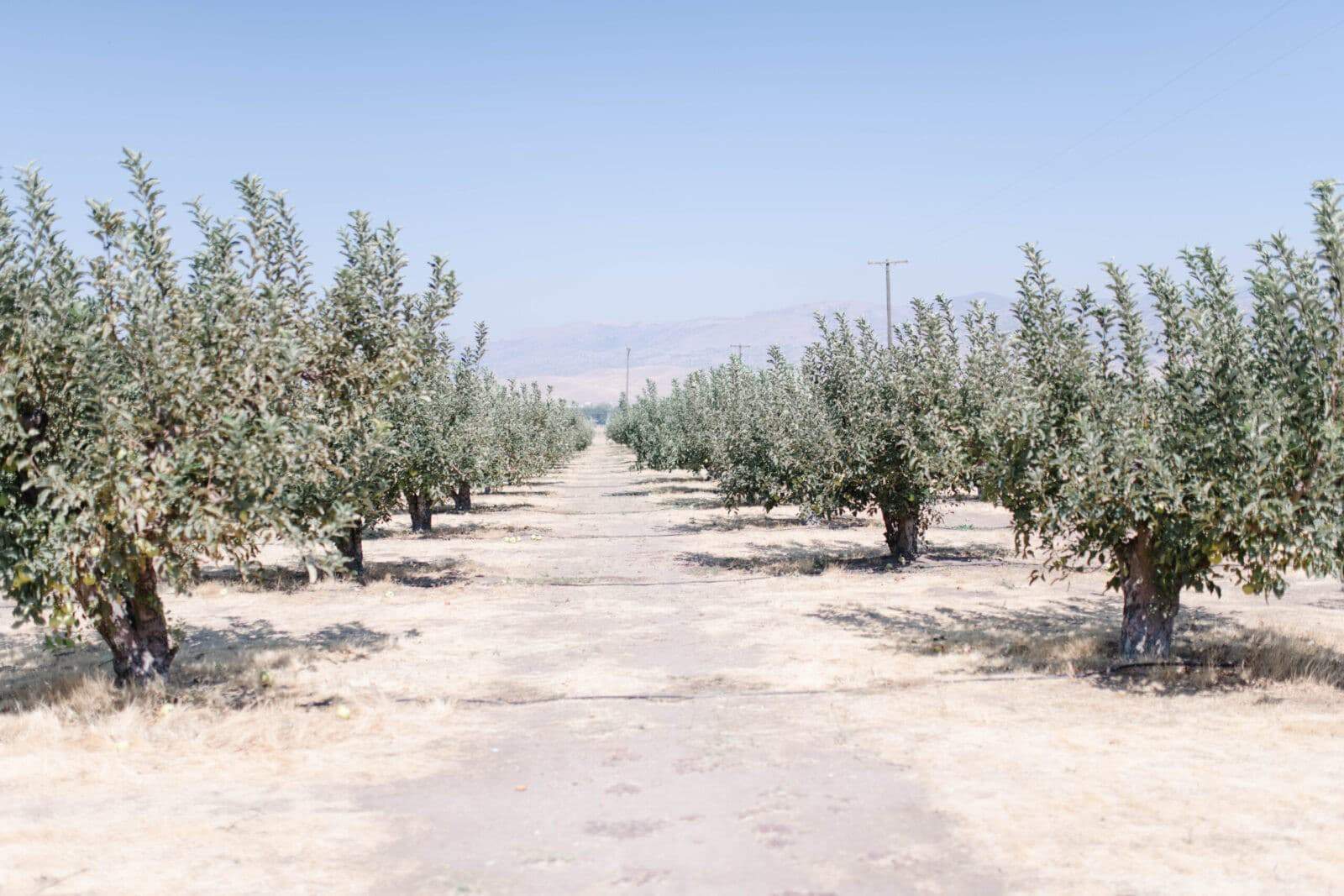 Apple Picking in Tehachapi, California Hello Celeste