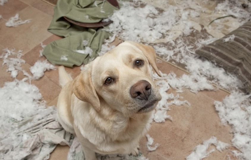 Why and how to stop your dog from chewing your stuff? Or pee everywhere