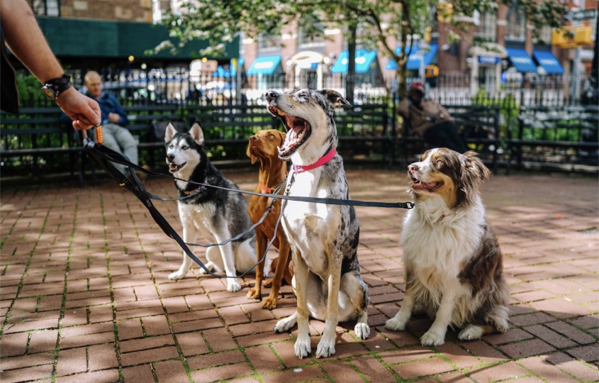 dog_parks.001 hellodog