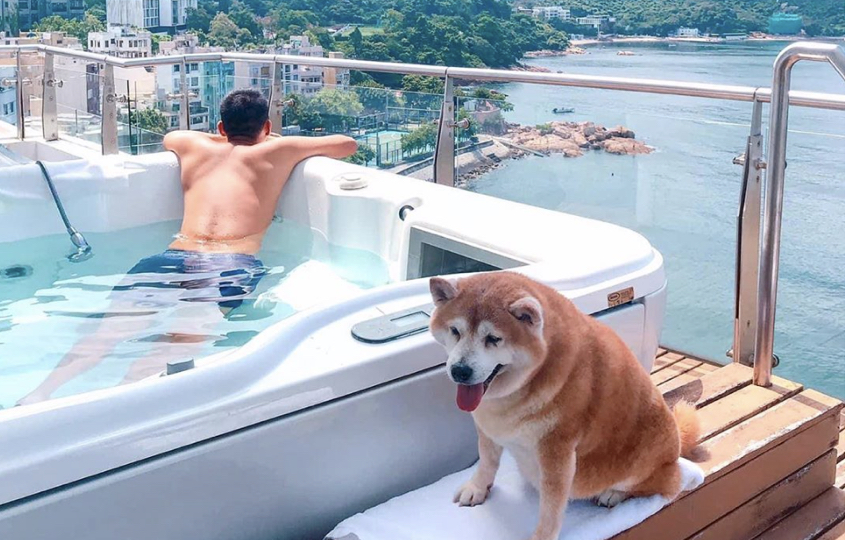 Pet friendly hotels and serviced apartments in Hong Kong hellodog