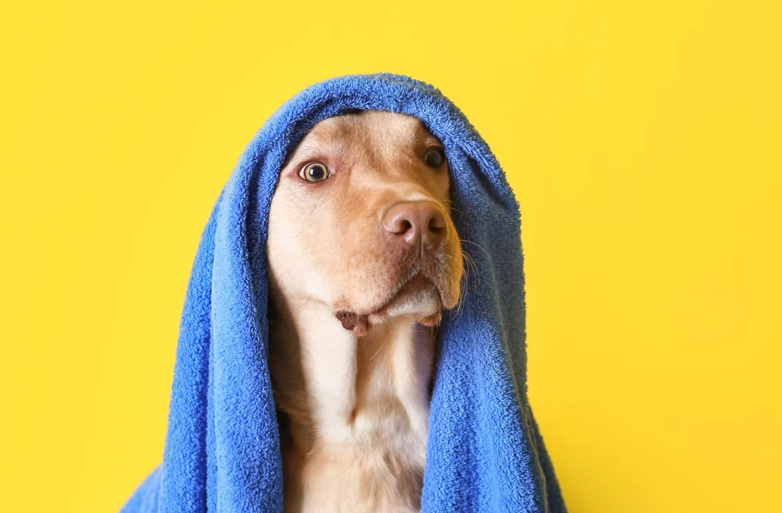 Come si può pulire il cane senza lavarlo? Stop cattivo odore HelloDog