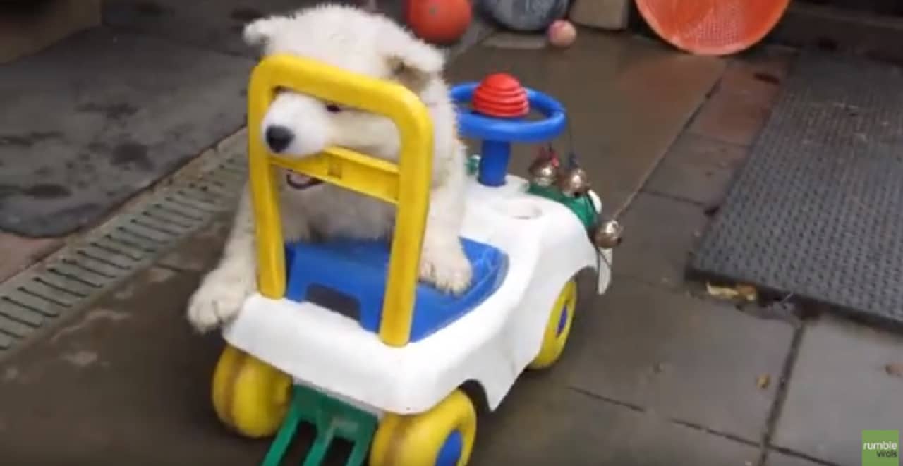 Little Samoyed Puppy Drives Toy Car On His Own Hello Doggies