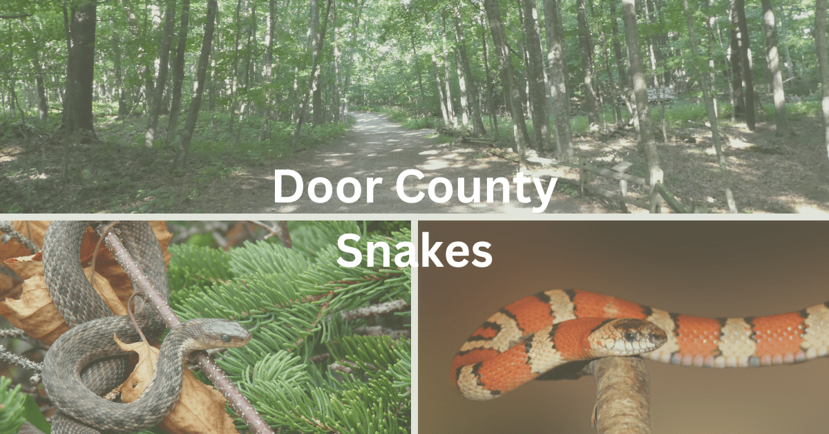 Snakes of Door County A Guide Hello Door County