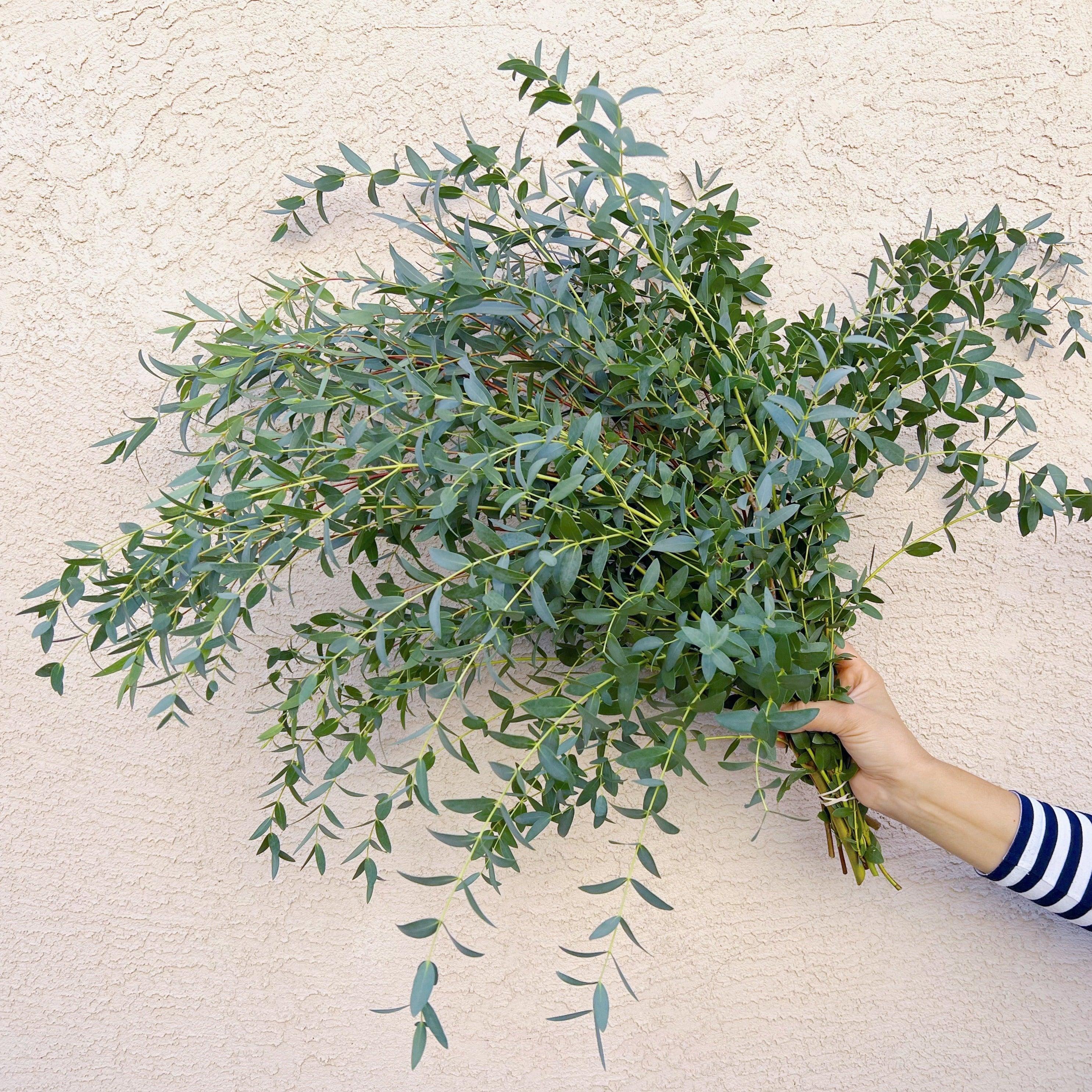 Shop Bulk Parvifolia Eucalyptus Bundles Hello Eucalyptus