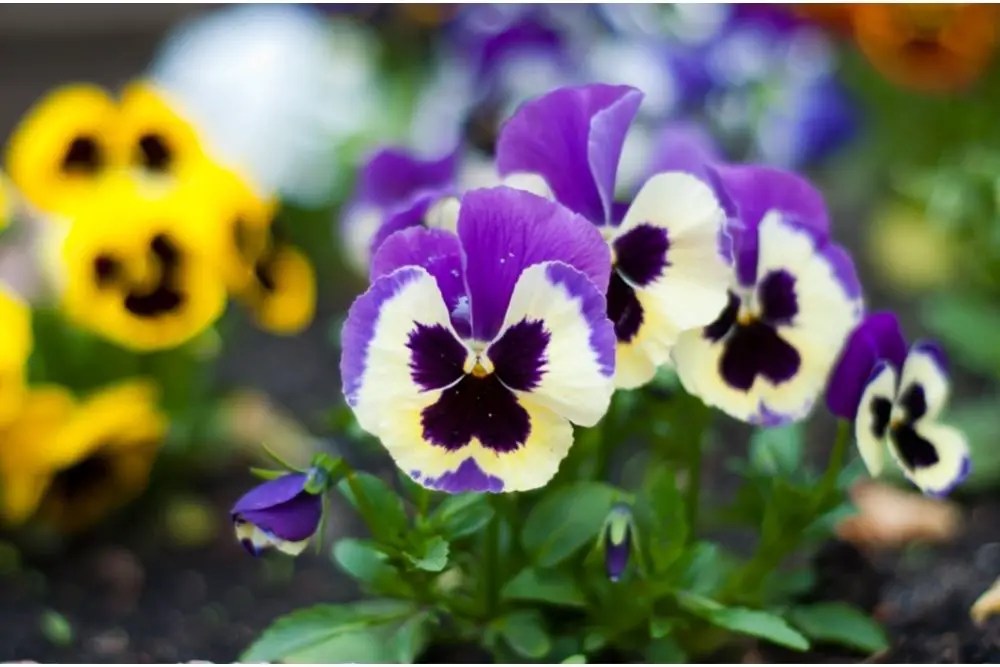 Pansy Flower Meaning, Spiritual Symbolism, Color Meaning & More Hello