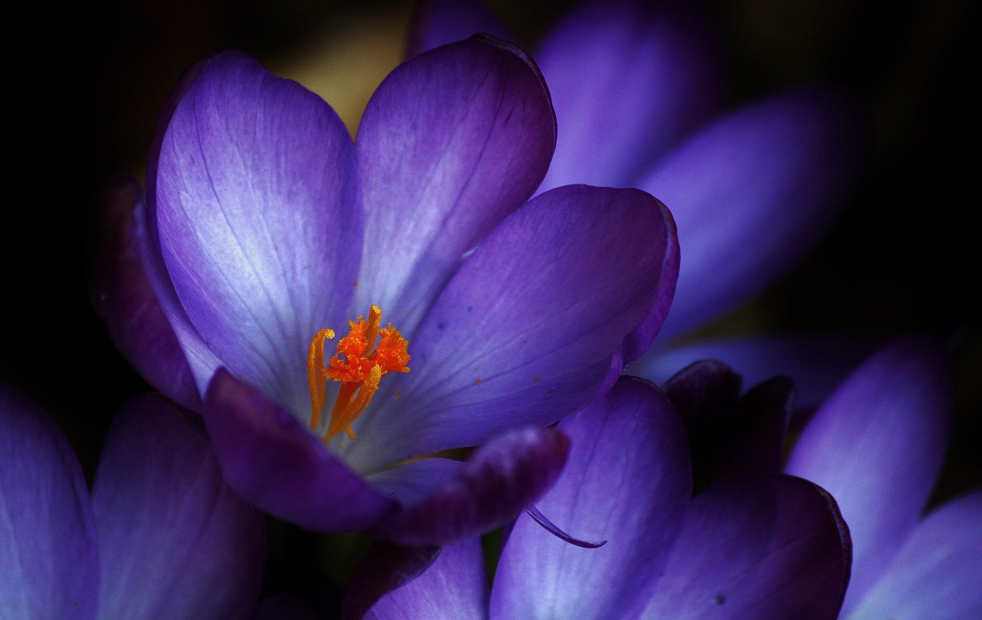 Crocus Flower Meaning, Spiritual Symbolism, Color Meaning & More
