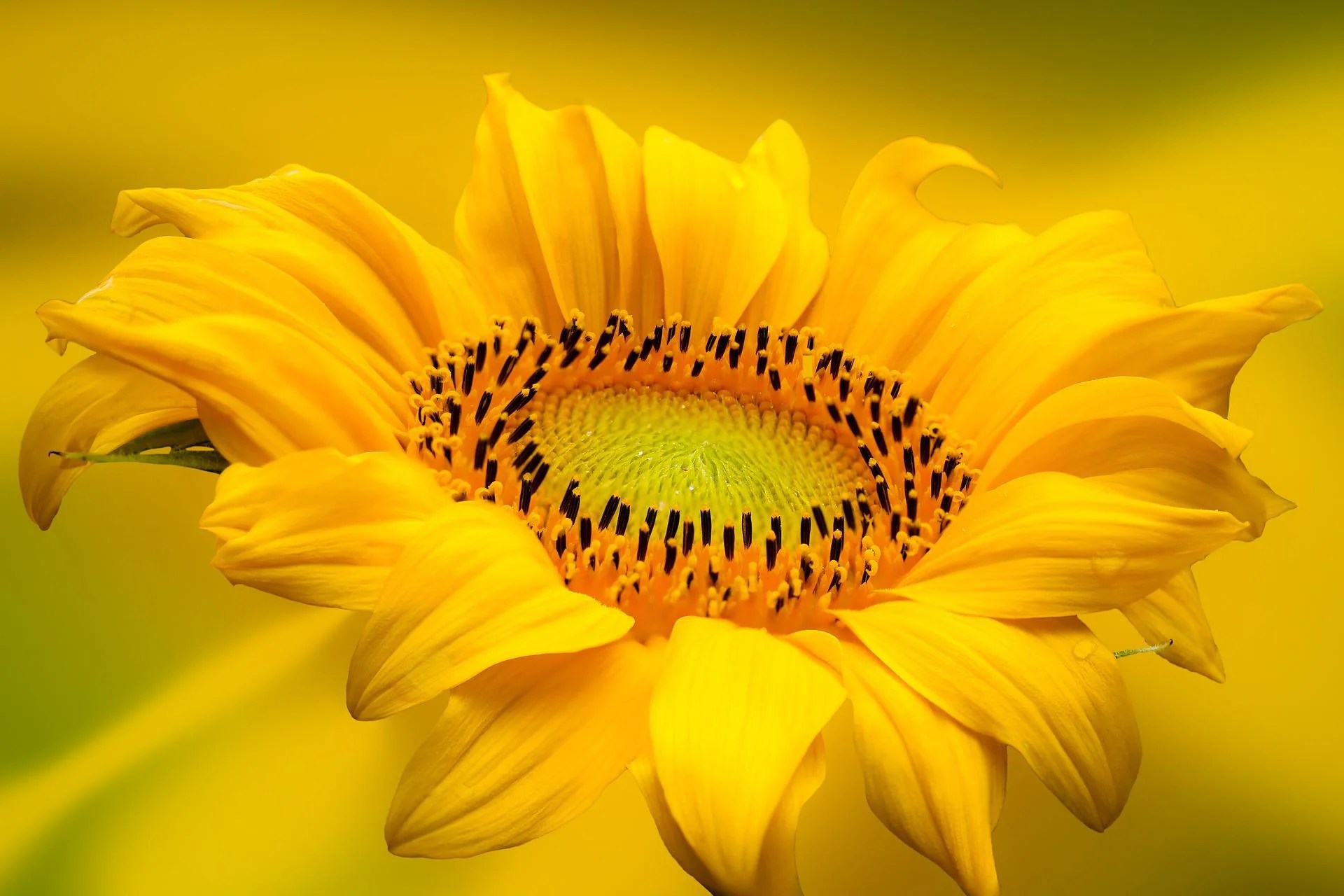 Sunflower Meaning, Spiritual Symbolism & Color Meaning HelloFearless