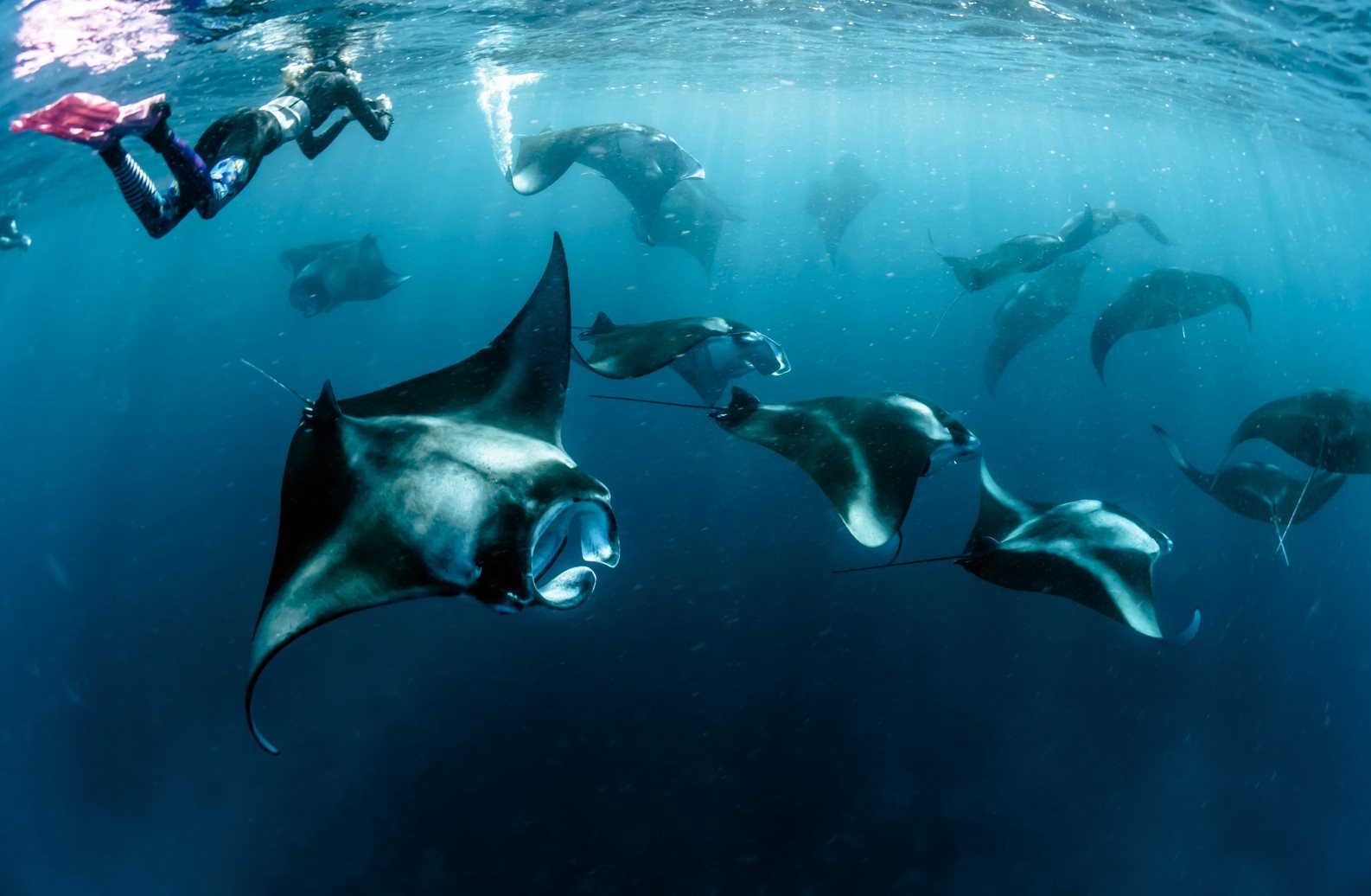 The Best Tips When Diving at Komodo Manta Point