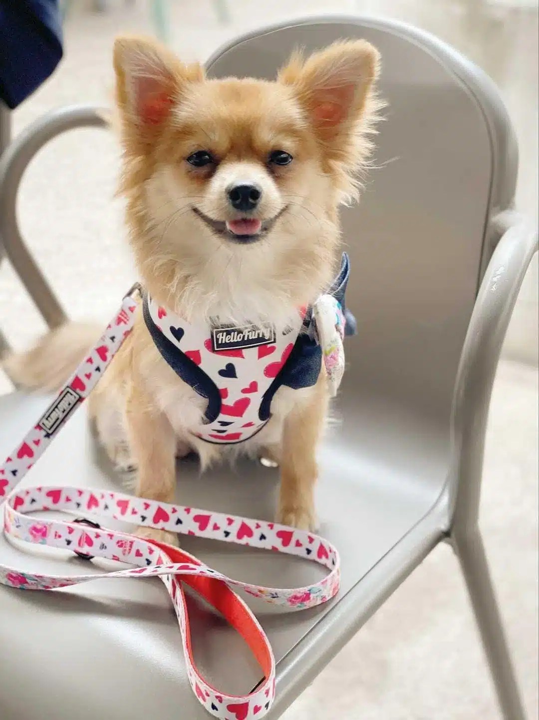 *NEW BUNDLE* HeartThrob REVERSIBLE DOG HARNESS + REVERSIBLE LEASH + WASTE BAG HOLDER