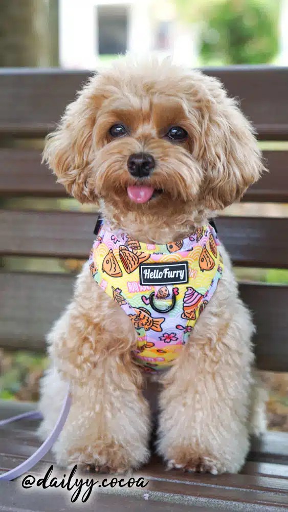 *NEW* ADJUSTABLE DOG CAT HARNESS Taiyaki Waffle HelloFurry Singapore
