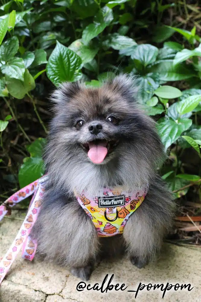 *NEW* ADJUSTABLE DOG CAT HARNESS Taiyaki Waffle HelloFurry Singapore