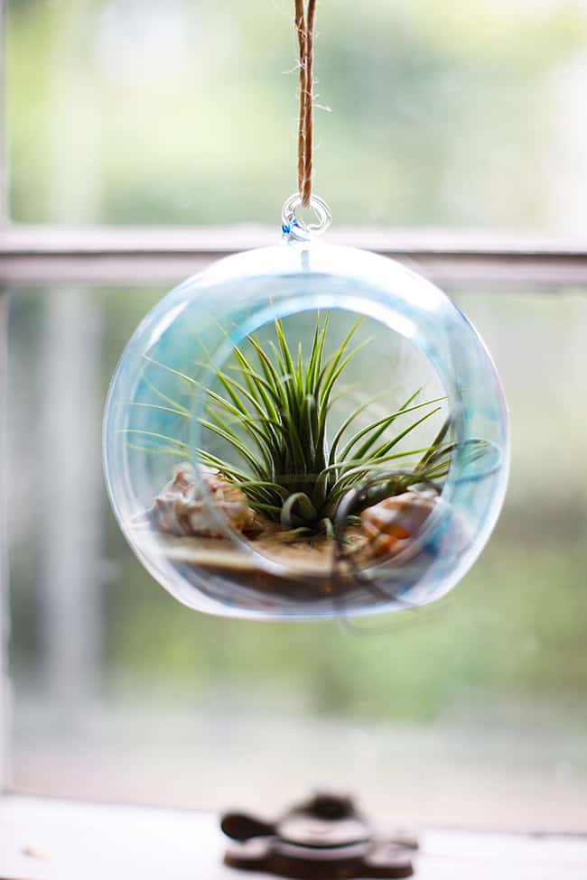 DIY Tinted Glass Beach Terrarium Hello Glow
