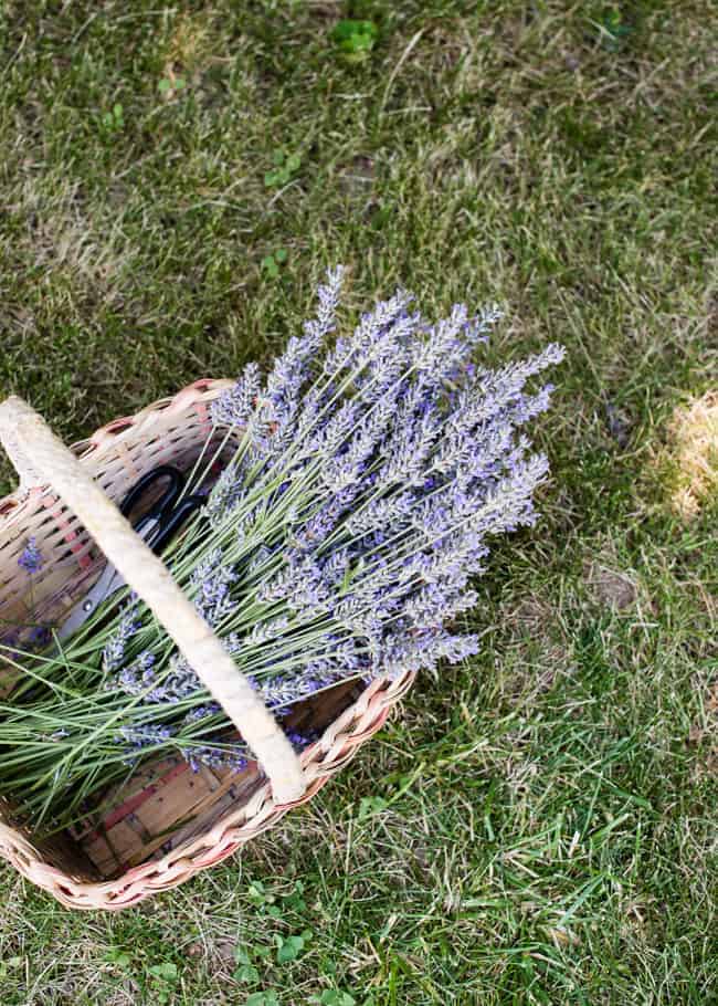 How to Dry Lavender + DIY Lavender Linen Spray Hello Glow