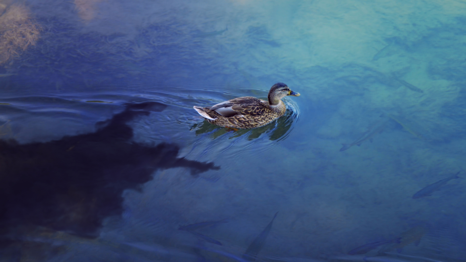 Kaady Car Wash LiveAction Collaboration Hinge