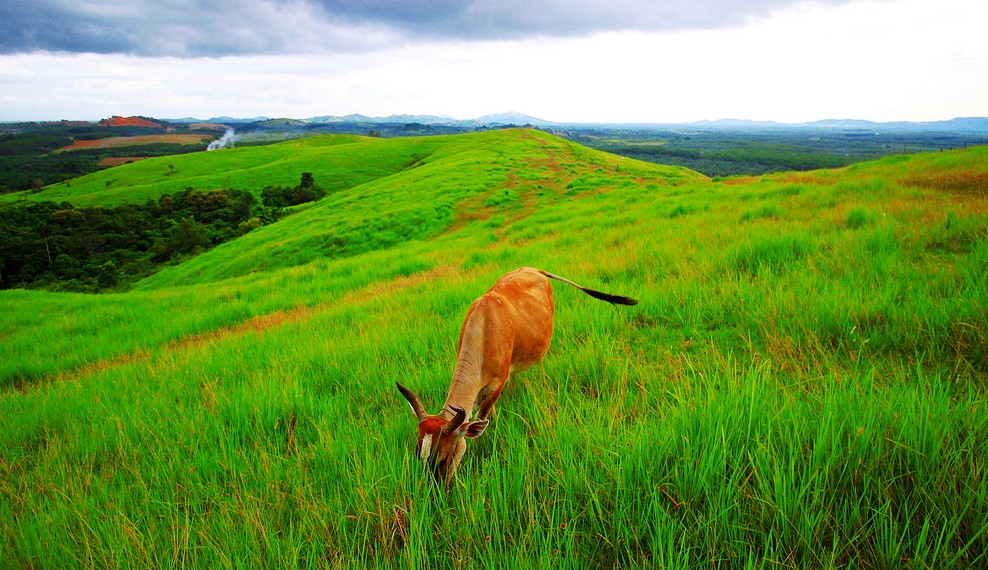 2714 / 5000 Hasil terjemahan Rimpi Hill, Teletubbies Hill, Pelaihari City, South Kalimantan
