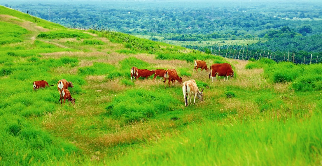 2714 / 5000 Hasil terjemahan Rimpi Hill, Teletubbies Hill, Pelaihari City, South Kalimantan