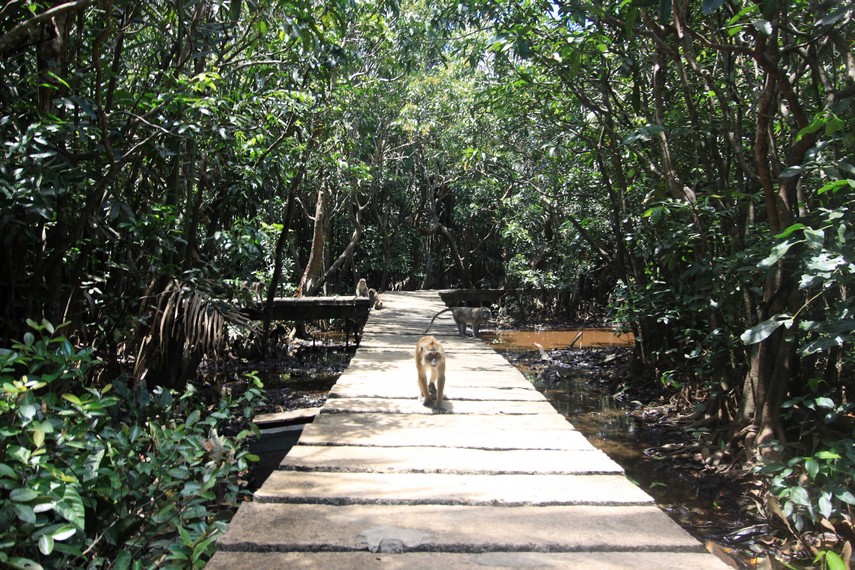 Flower Island (Kembang Island), Island of Monkeys Hello Indonesia