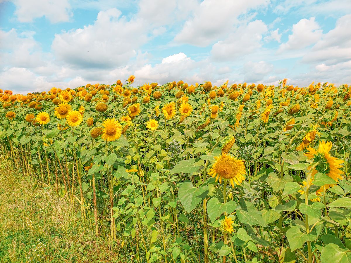 Where to Find the Best Sunflower Field in Germany Hello It's Jasper