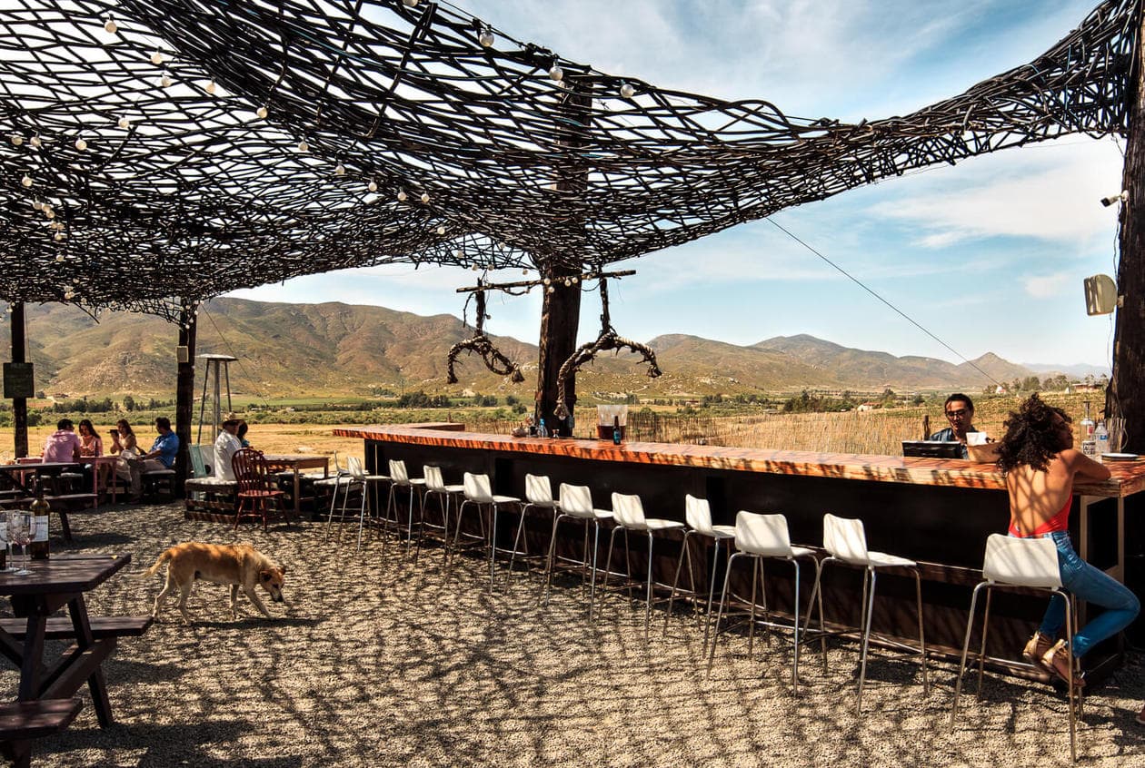 Vena Cava Winery // The Most Unique Winery in Mexico