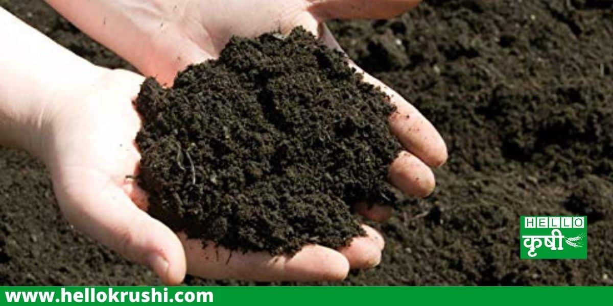 कोणत्या पिकांसाठी उपयुक्त आहे काळी माती ? जाणून घ्या Hello Krushi