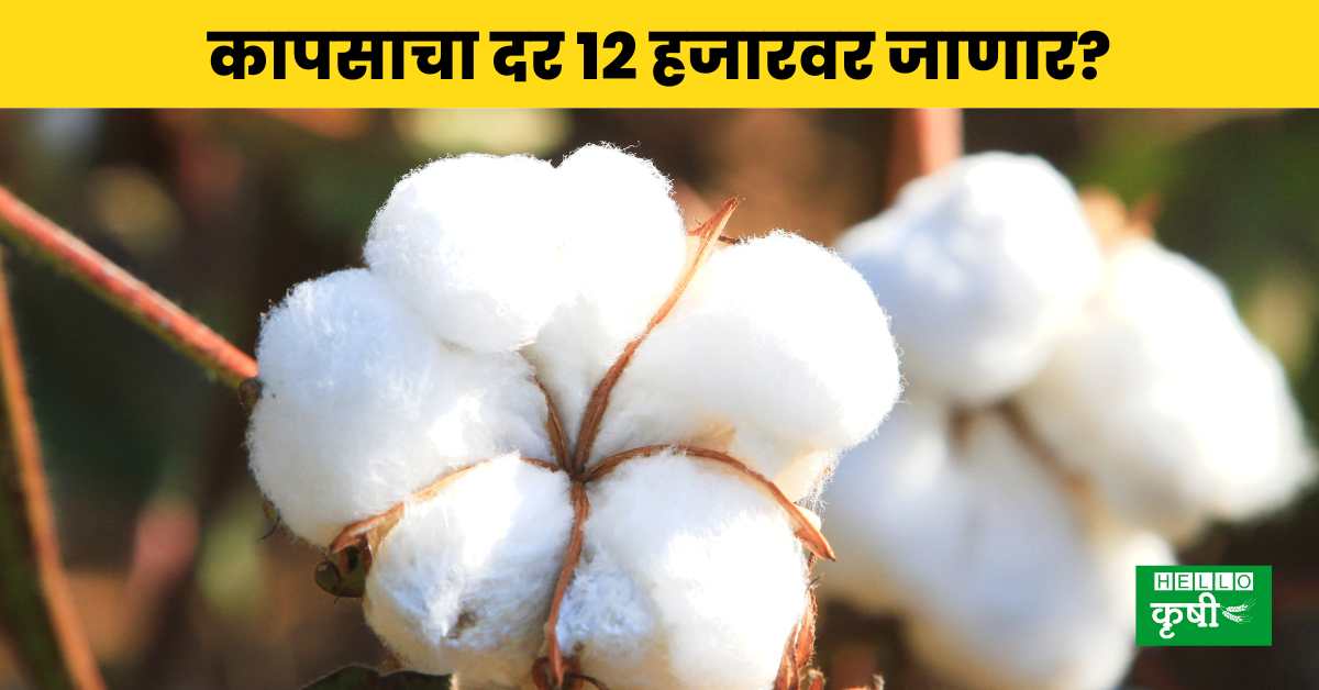 Cotton Rate कापसाचे दर कधी वाढणार? शेतकऱ्यांना 12 हजार दर मिळणार का..? Hello Krushi