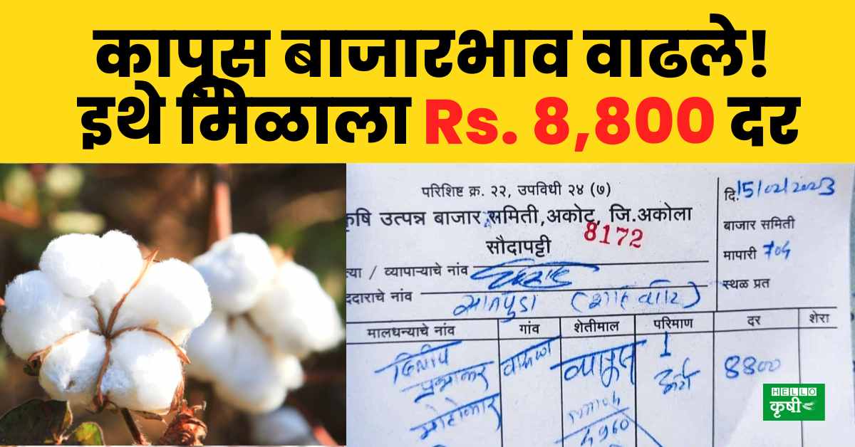 Cotton Rate हुश्श! कापूस बाजारभाव वाढले! इथे मिळाला सर्वाधिक Rs. 8,800 दर; तुमच्या जिल्ह्यात