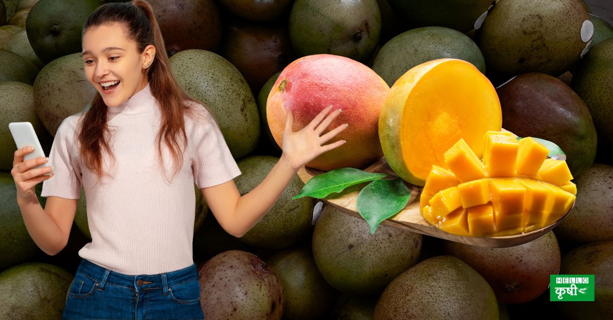 Mango Rate अवकाळी पावसामुळे देशभरात आंबा महाग होणार? तुमच्या शहरातील