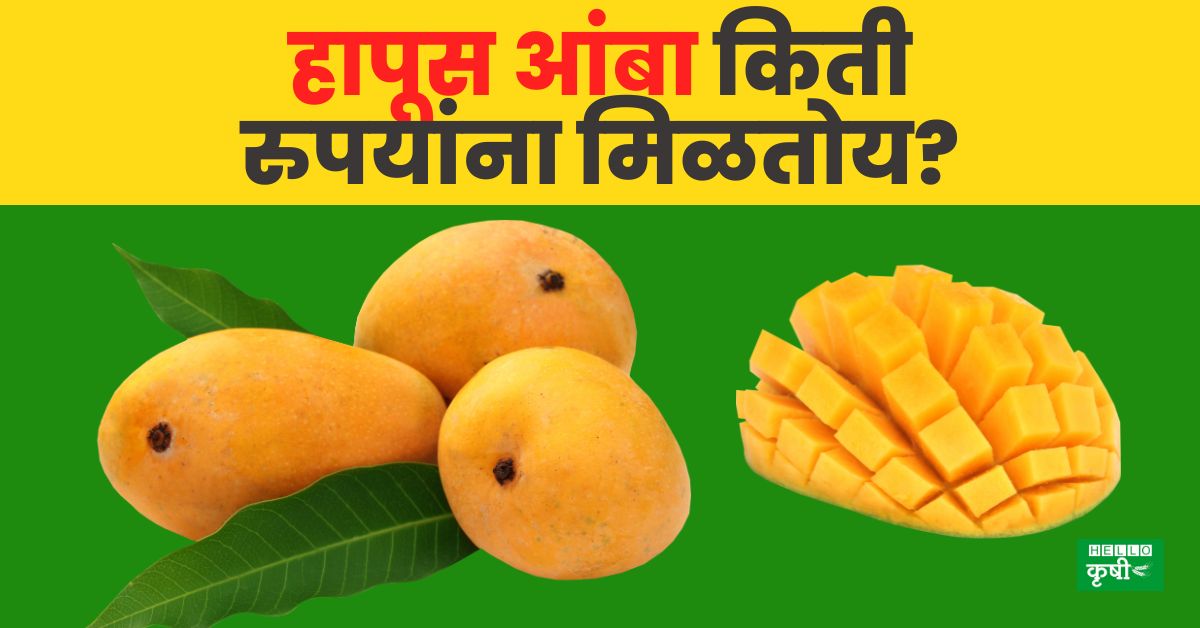 Mango Rate हापूस आंब्यावर फुलकिडीचा प्रादुर्भाव; आजचे भाव काय आहेत