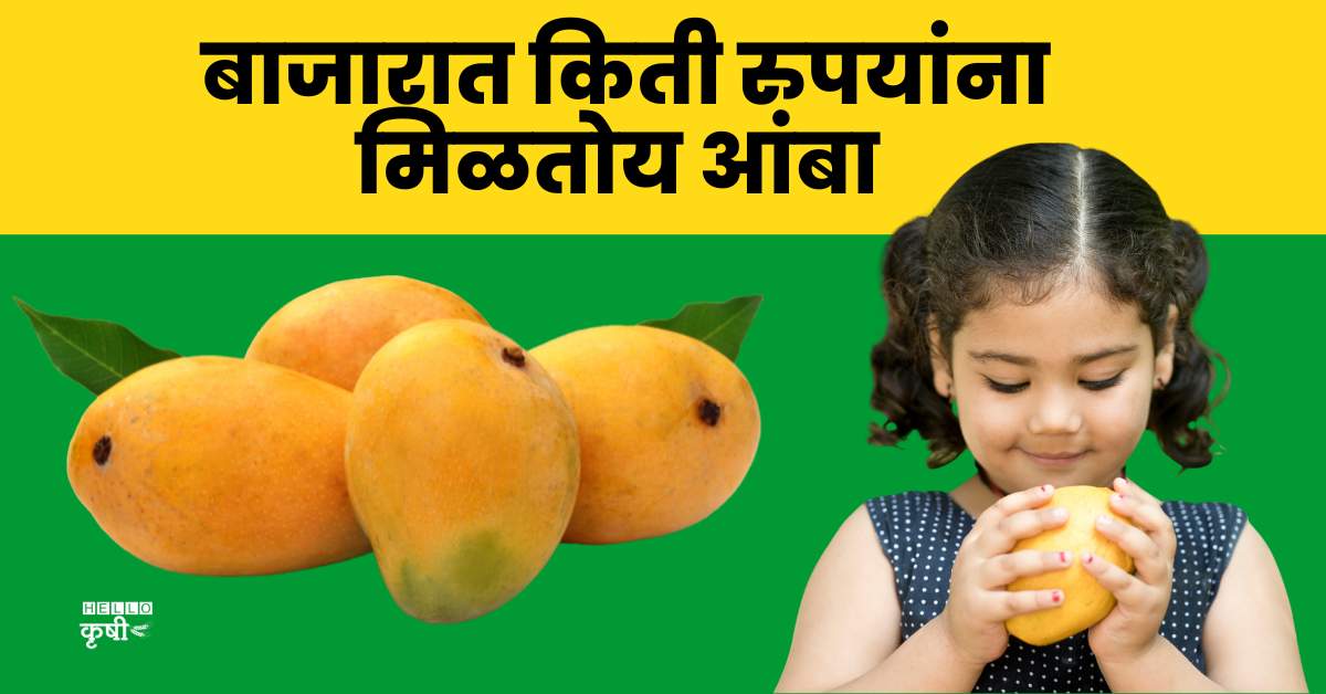 Mango Rate फळांचा राजा आंब्याला लागली उतरती कळा; बाजारात किती