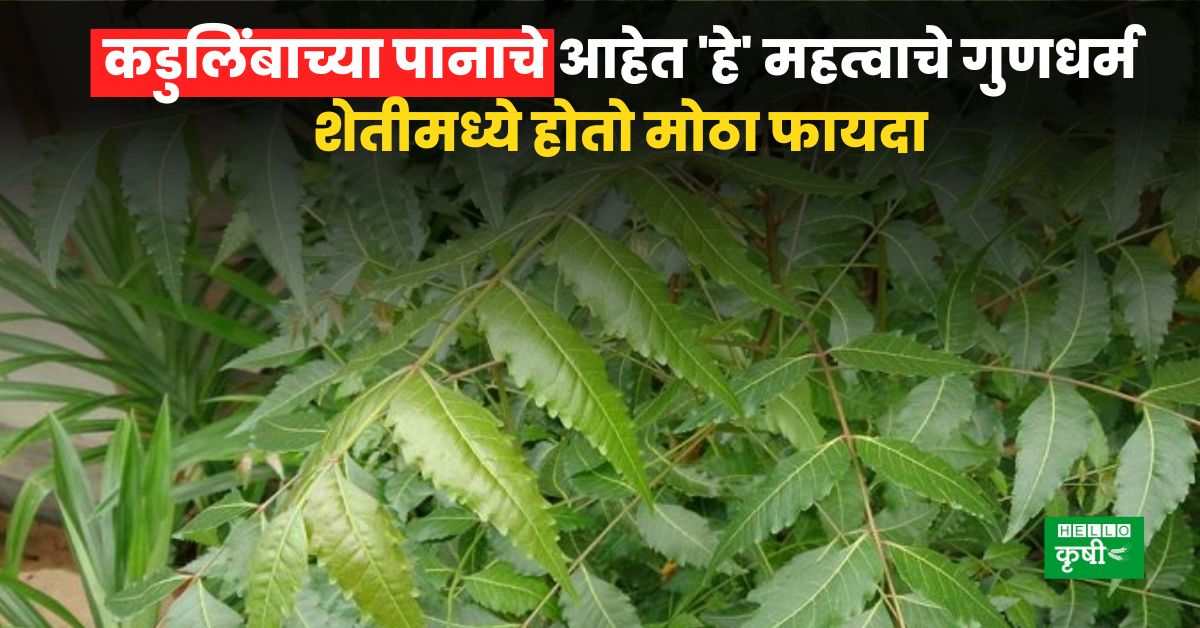 Neem Tree Benefits कडुलिंबाच्या पानाचे आहेत 'हे' महत्वाचे गुणधर्म