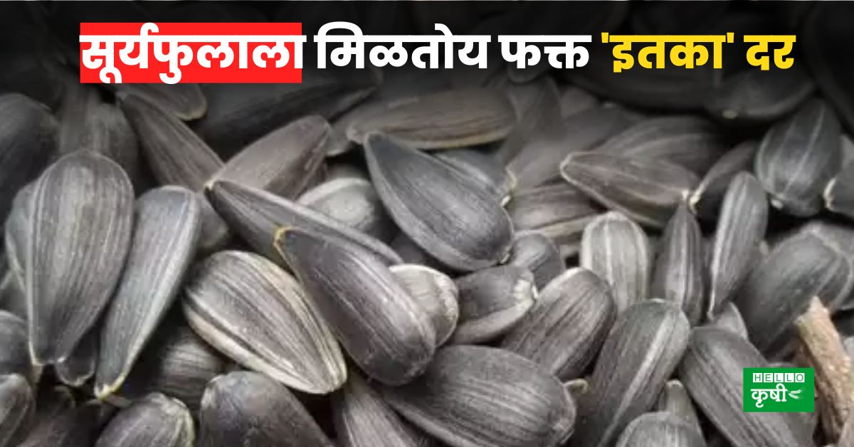 Sunflower Rate सूर्यफुलाला दर मिळत नसल्याने शेतकरी चिंतेत; मिळतोय