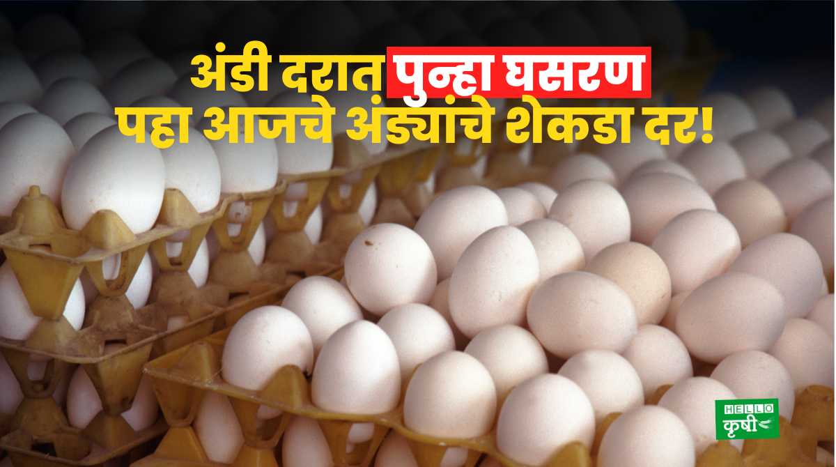 Eggs Rate अंडी दरात पुन्हा घसरण; पहा आजचे अंड्यांचे शेकडा दर! Hello