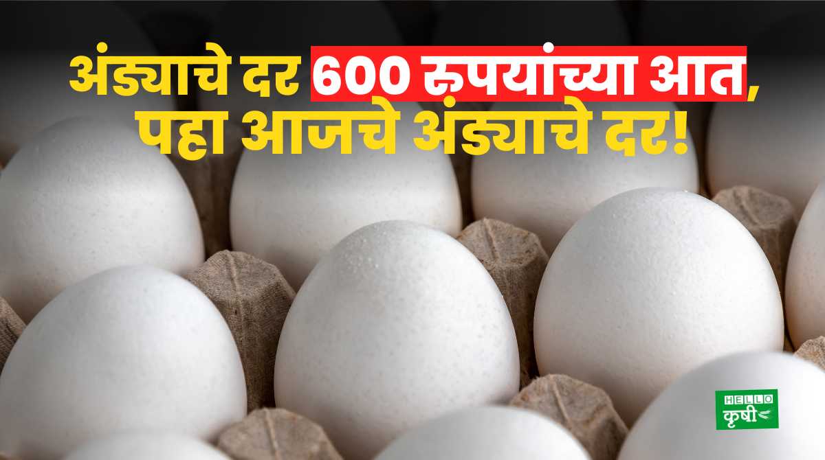 Eggs Rate अंड्याचे दर 600 रुपयांच्या आत; पहा आजचे अंड्याचे दर