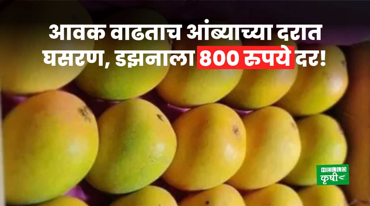 Mango Rate आवक वाढताच आंब्याच्या दरात घसरण; डझनाला 800 रुपये दर