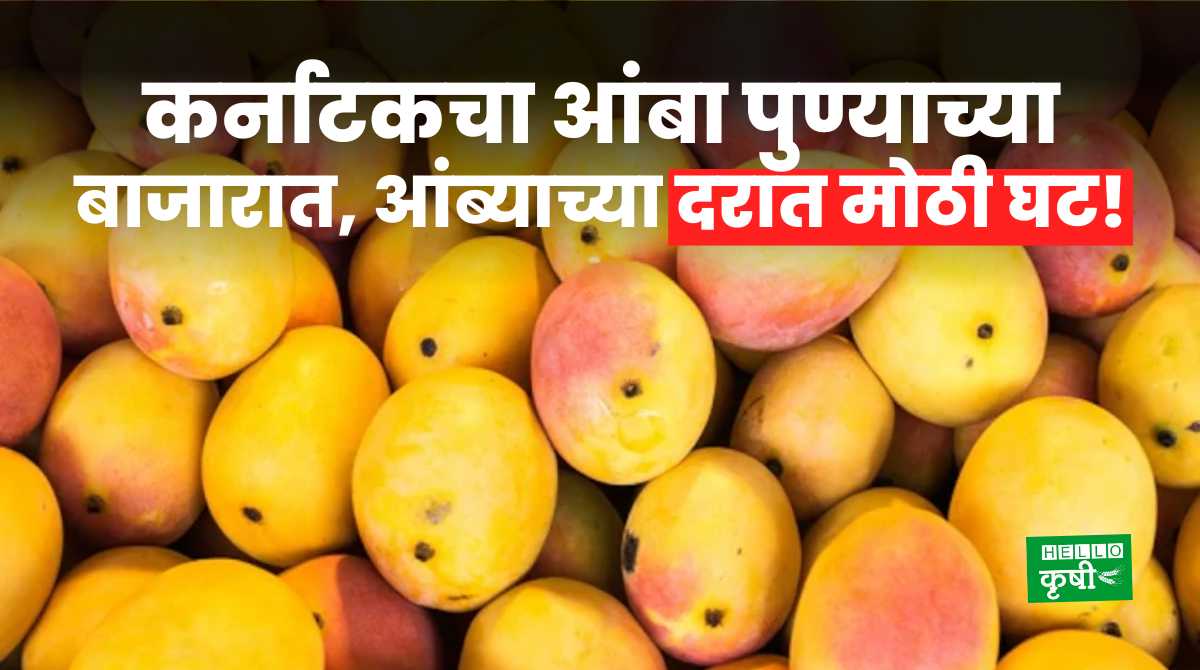 Mango Rate कर्नाटकचा आंबा पुण्याच्या बाजारात; आंब्याच्या दरात मोठी घट