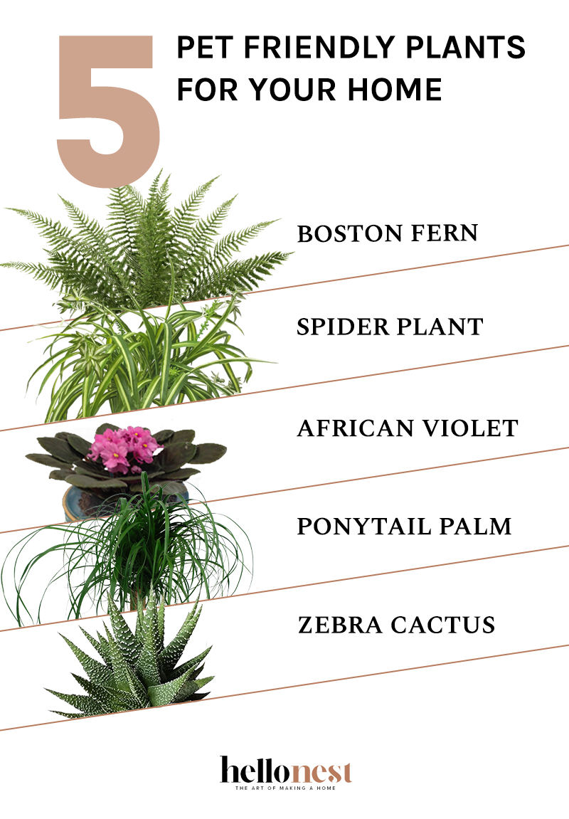 5 Pet Friendly Plants for Your Home Hello Nest