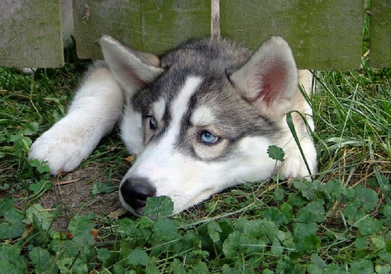 12 Dog Breeds That Are Often Also Skilled Escape Artists Nuzzle