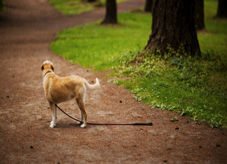 Why Does My Dog Runs From Me? Nuzzle