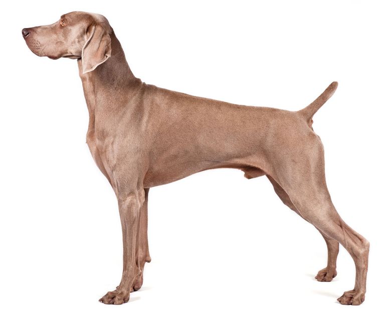 Best Dog Breeds For Runners Nuzzle