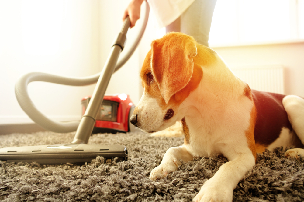 Best PetFriendly Cleaning Products on the Market Nuzzle