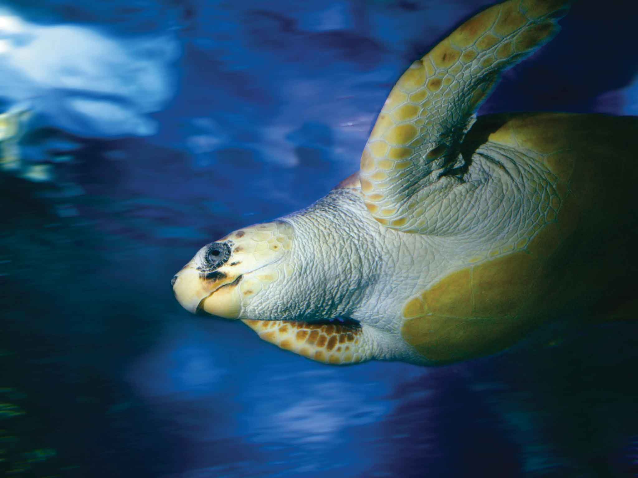 AQWA Aquarium At Hillarys Boat Harbour Hello Perth