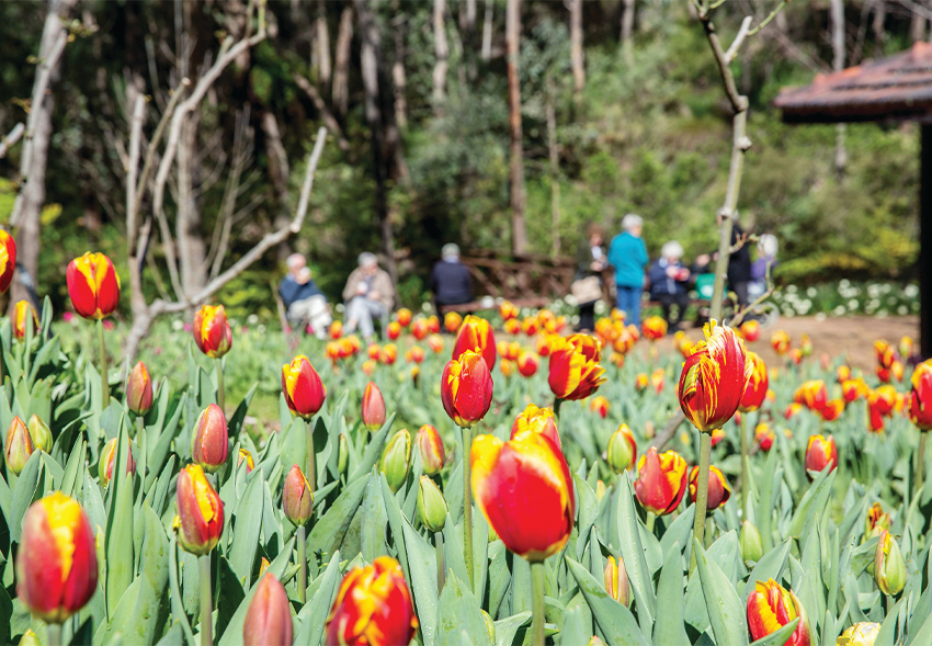 Things To Do in Spring Hello Perth