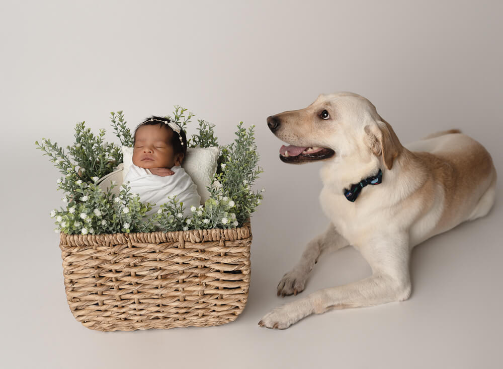 Can Newborns Be Around Dogs