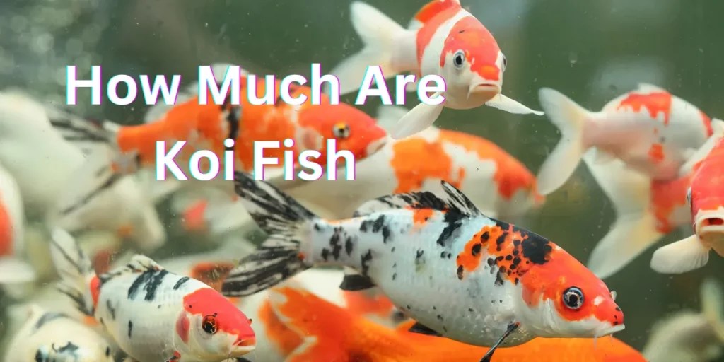 Discovering the Cost of Koi Fish A Comprehensive Guide