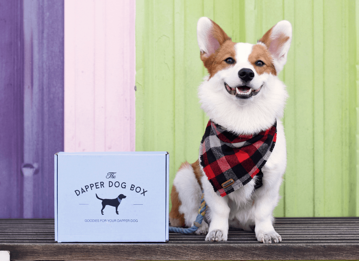 The Best Black Friday Subscription Box Deals For Pets! hello subscription
