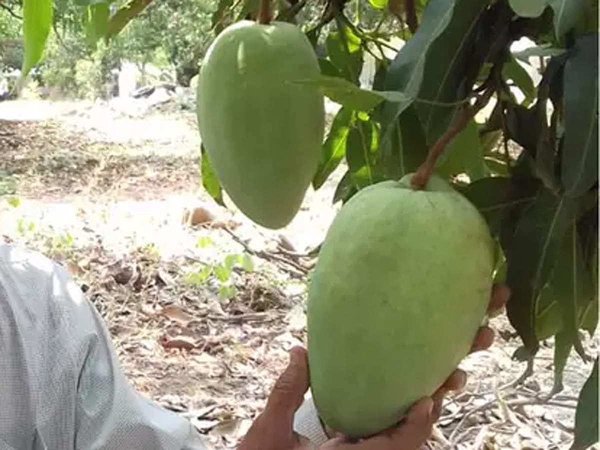 Mango season is here! Read about the costliest varieties grown in India