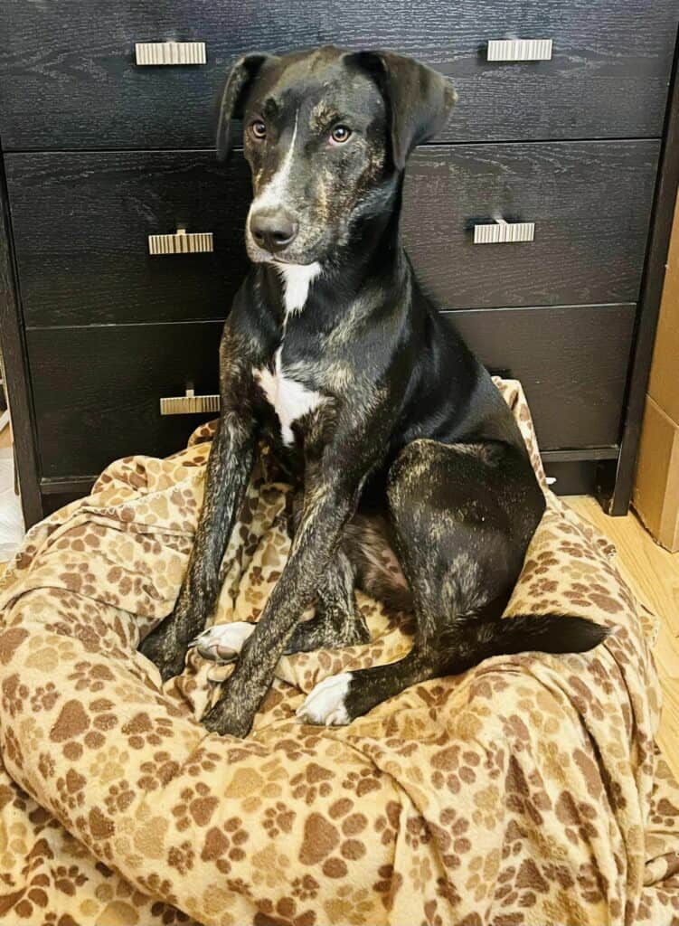 How Many Healthy Dogs Are Euthanized Each Year